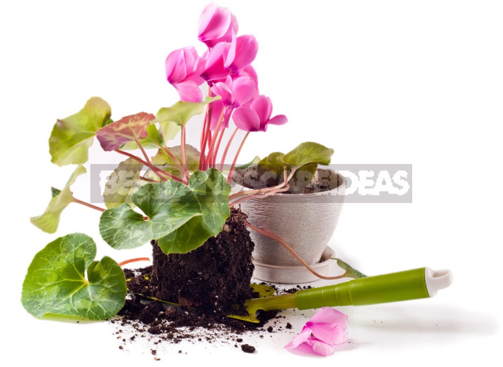 We Grow Cyclamen At Home: How To Care For And When To Transplant