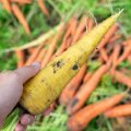 Yellow Carrots: The Best Varieties