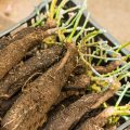 How To Save a Rose Bought Long Before Planting