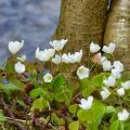 A Garden With Elements Of Wild Nature: Forest And Field Plants In The Garden (Part 1)