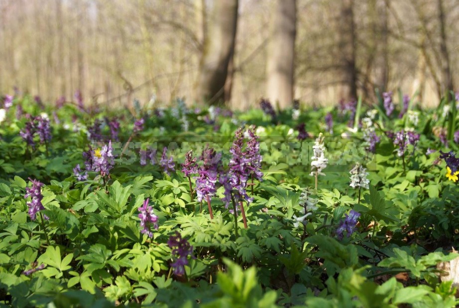 A Garden With Elements Of Wild Nature: Forest And Field Plants In The Garden (Part 1)