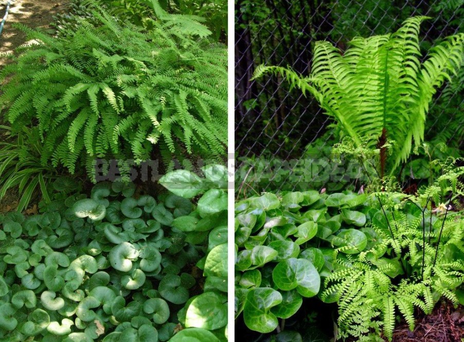 A Garden With Elements Of Wild Nature: Forest And Field Plants In The Garden (Part 2)