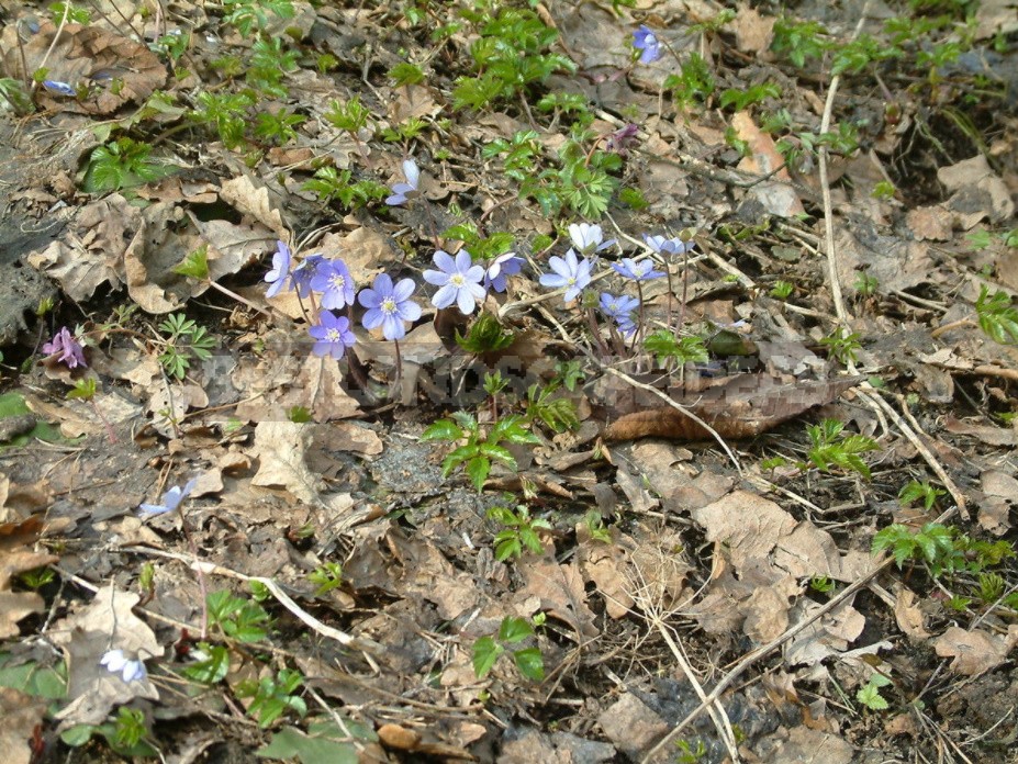 A Garden With Elements Of Wild Nature: Forest And Field Plants In The Garden (Part 2)