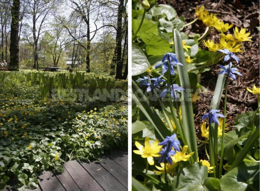 A Garden With Elements Of Wild Nature: Forest And Field Plants In The Garden (Part 2)