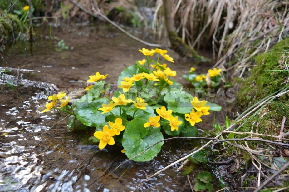 A Garden With Elements Of Wild Nature: Forest And Field Plants In The Garden (Part 2)