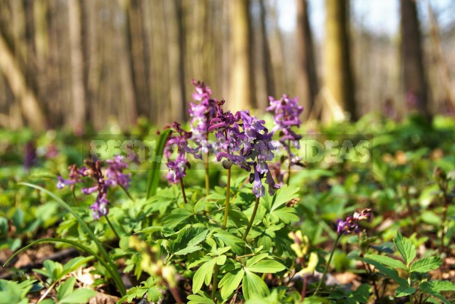 A Garden With Elements Of Wild Nature: Forest And Field Plants In The Garden (Part 1)