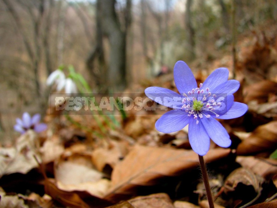 A Garden With Elements Of Wild Nature: Forest And Field Plants In The Garden (Part 1)