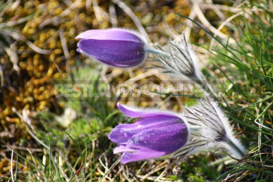 A Garden With Elements Of Wild Nature: Forest And Field Plants In The Garden (Part 1)