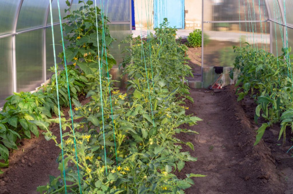 Good Neighbors: How To Combine Different Crops In One Greenhouse
