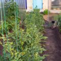 Good Neighbors: How To Combine Different Crops In One Greenhouse