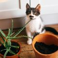How To Properly Transplant Indoor Flowers