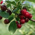 How To Cut Cherries And How To Treat Them From Dangerous Diseases (Part 2)
