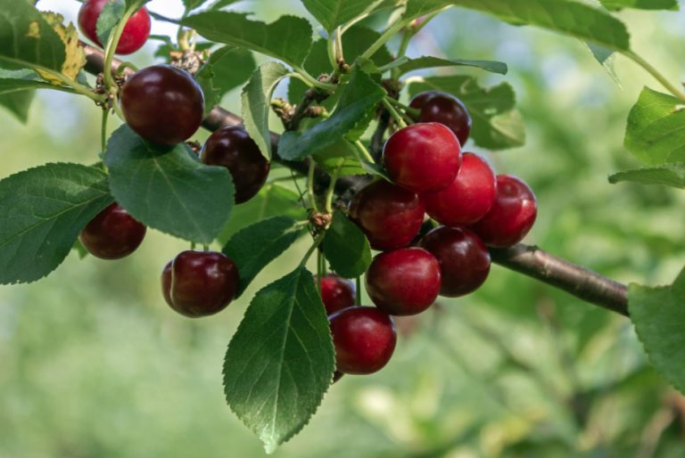 How To Cut Cherries And How To Treat Them From Dangerous Diseases (Part
