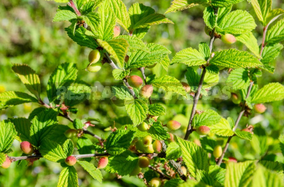 How To Cut Cherries And How To Treat Them From Dangerous Diseases (Part 2)