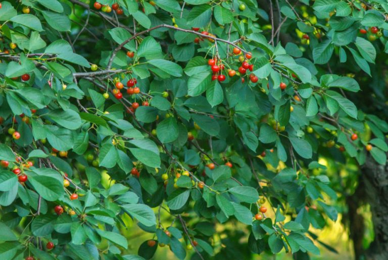 How To Cut Cherries And How To Treat Them From Dangerous Diseases (Part