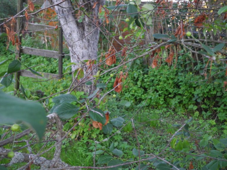 How To Cut Cherries And How To Treat Them From Dangerous Diseases (Part