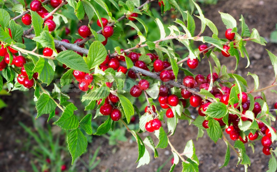 How To Cut Cherries And How To Treat Them From Dangerous Diseases (Part 2)