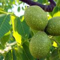 Juglans And Carya: Types For Growing In The Middle Zone (Part 2)