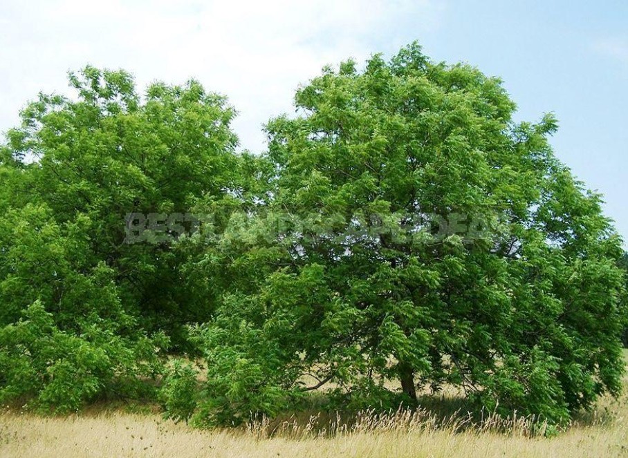 Juglans And Carya: Types For Growing In The Middle Zone (Part 2)