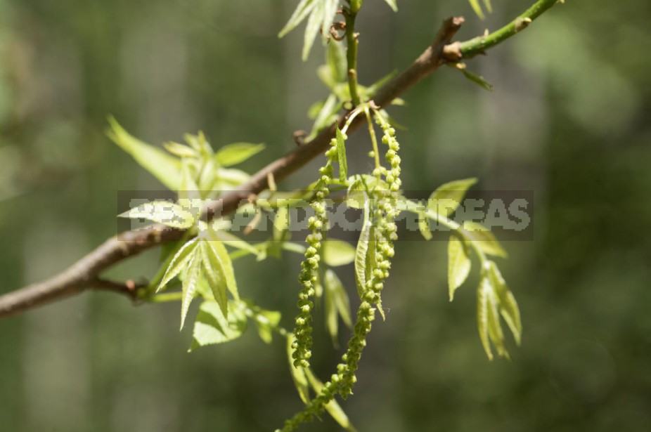 Juglans And Carya: Types For Growing In The Middle Zone (Part 1)