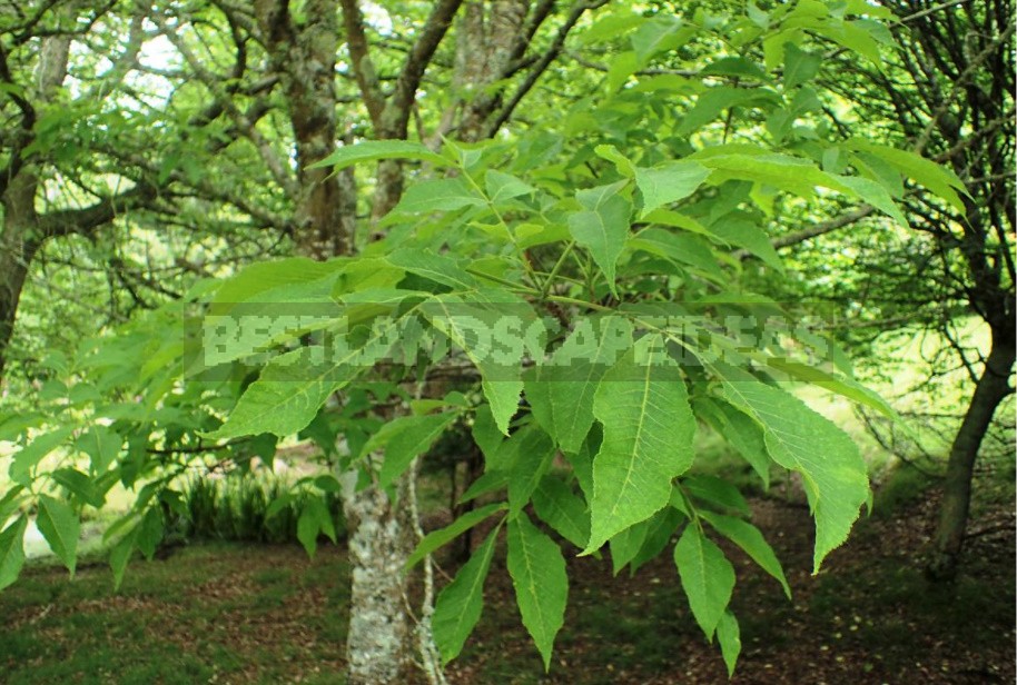 Juglans And Carya: Types For Growing In The Middle Zone (Part 1)