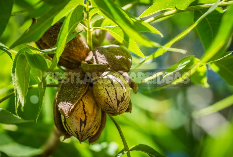 Juglans And Carya: Types For Growing In The Middle Zone (Part 1)