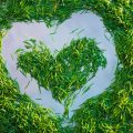 Needles And Spruce Branches: 11 Ways Of Application That a Summer Resident Should Know
