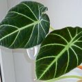 Plant-Barometer: How To Grow Alocasia