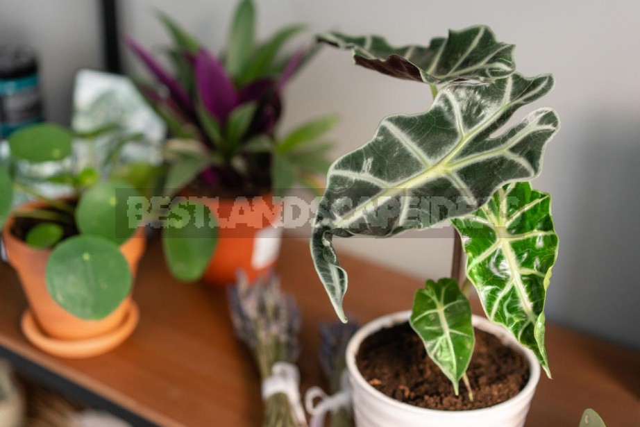 Plant-Barometer: How To Grow Alocasia