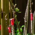 Rootstock: What Is It, What Does It Happen And How To Grow It