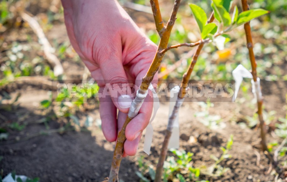 Rootstock: What Is It, What Does It Happen And How To Grow It