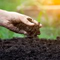 Soil On The Site: What You Need To Know About The Composition, Quality And Ways To Improve (Part 1)