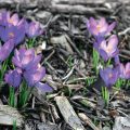 Spring Crocuses: Everything You Need To Know About These Early Flowers