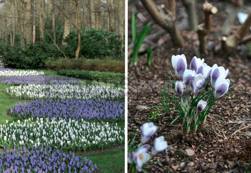 Spring Crocuses: Everything You Need To Know About These Early Flowers