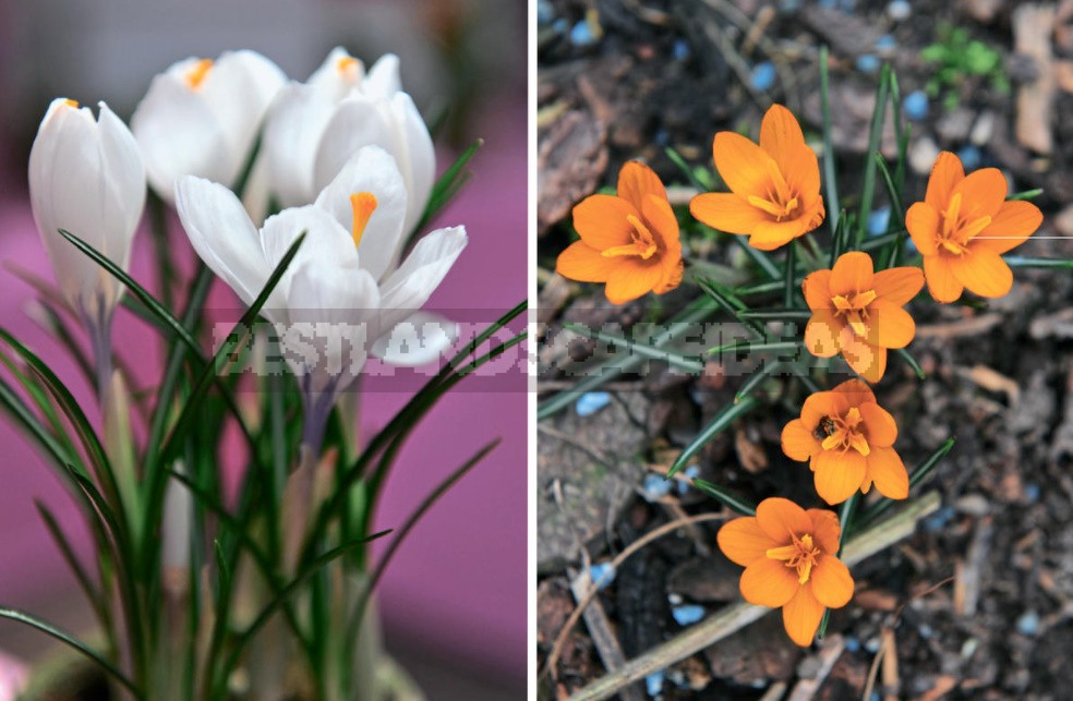 Spring Crocuses: Everything You Need To Know About These Early Flowers