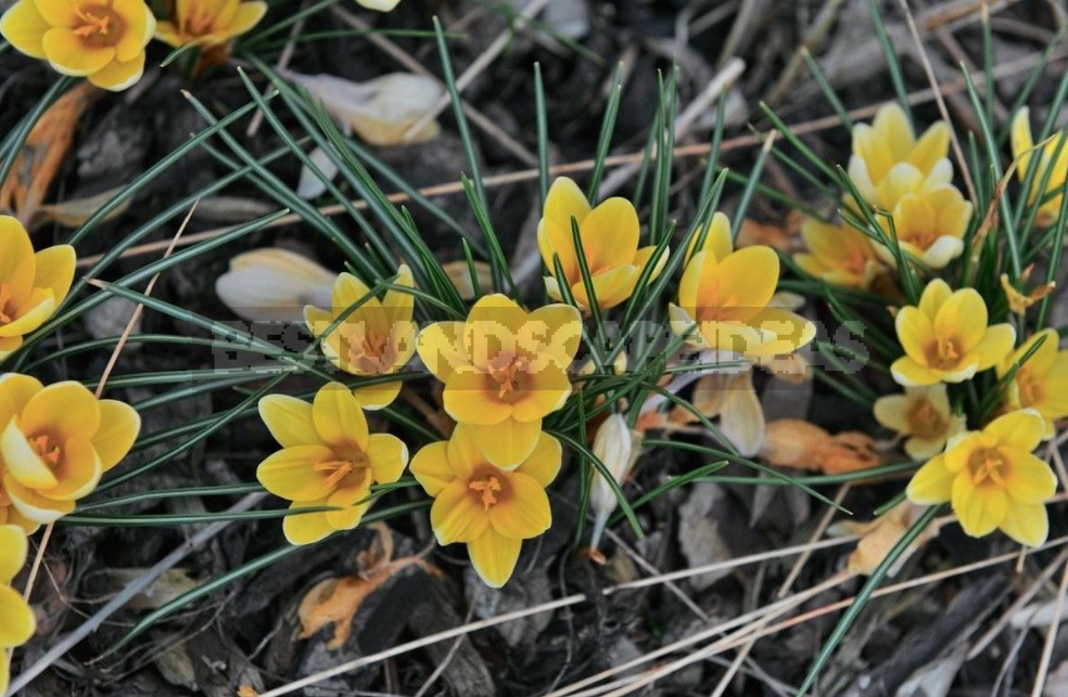 Spring Crocuses: Everything You Need To Know About These Early Flowers