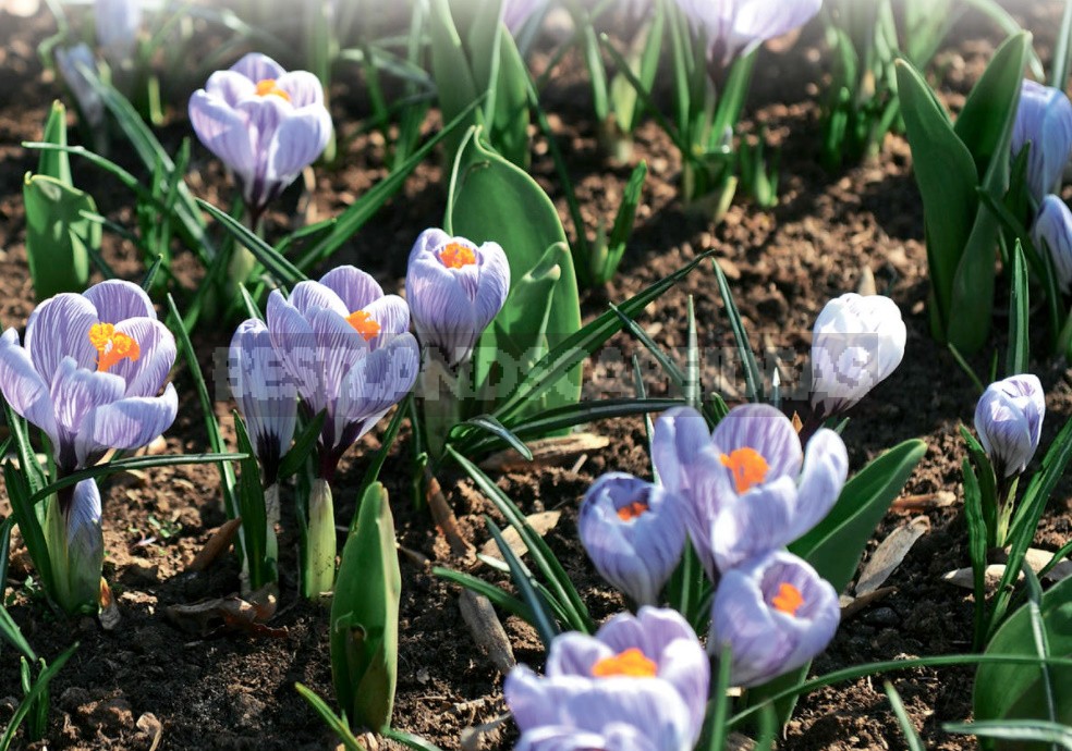 Spring Crocuses: Everything You Need To Know About These Early Flowers