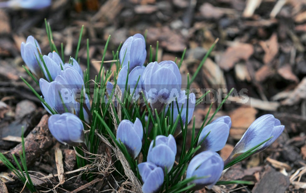 Spring Crocuses: Everything You Need To Know About These Early Flowers