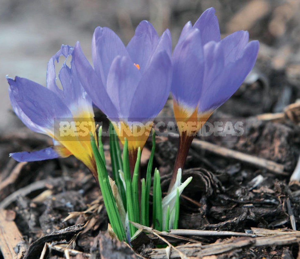 Spring Crocuses: Everything You Need To Know About These Early Flowers