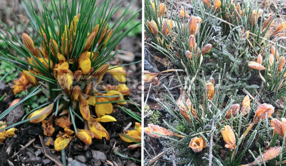 Spring Crocuses: Everything You Need To Know About These Early Flowers