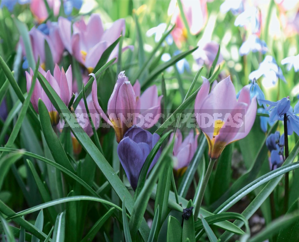 Spring Crocuses: Everything You Need To Know About These Early Flowers