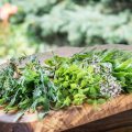 The Five Safest Medicinal Plants