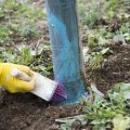 Vitriol In Gardening: What Happens, Why Is It Needed And How Yo Use It