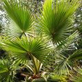 What Palm Trees Can Be Grown In The Garden And At Home (Part 1)