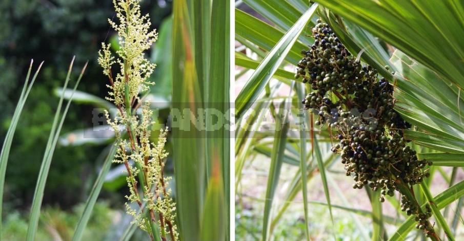 What Palm Trees Can Be Grown In The Garden And At Home (Part 1)