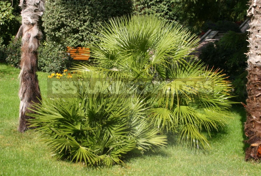 What Palm Trees Can Be Grown In The Garden And At Home (Part 2)