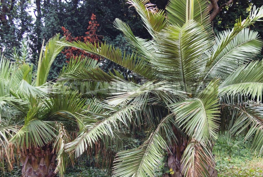 What Palm Trees Can Be Grown In The Garden And At Home (Part 2)