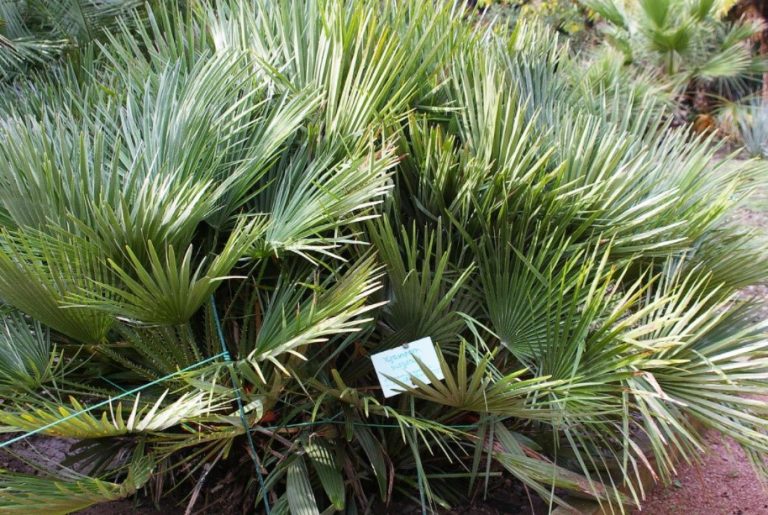 What Palm Trees Can Be Grown In The Garden And At Home (Part 1) Best Landscape Ideas