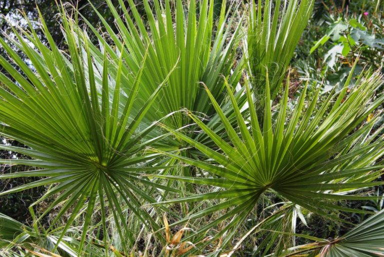 What Palm Trees Can Be Grown In The Garden And At Home (Part 1) Best Landscape Ideas