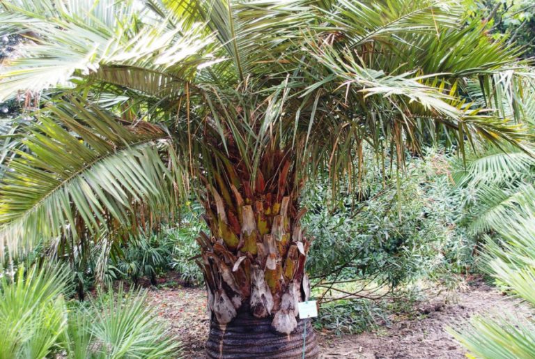 What Palm Trees Can Be Grown In The Garden And At Home (Part 1) Best
